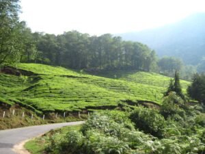 How to reach Munnar from Mumbai | Best 7 Tourist Places