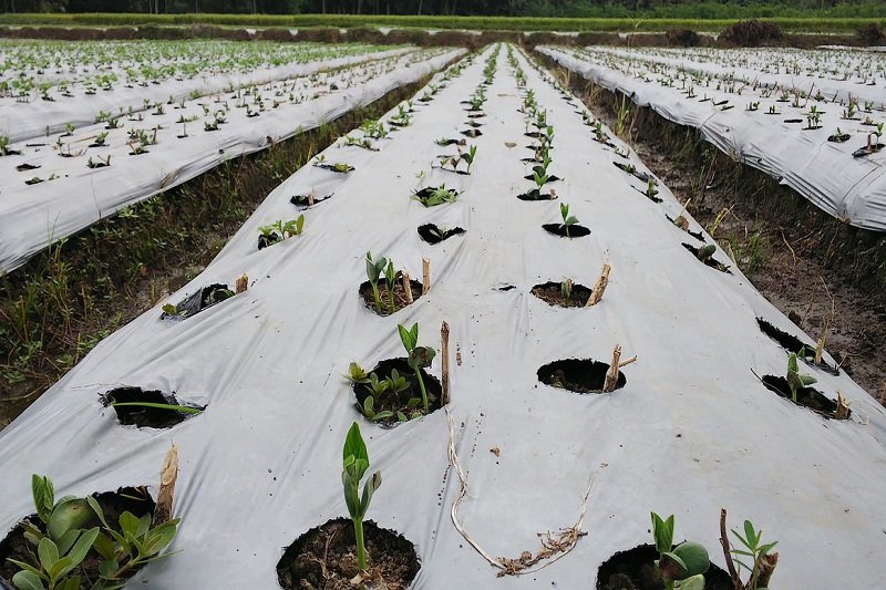 mukimame vs edamame: Production Process