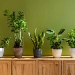 12 Best Indoor Oxygen Plants for Home