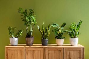 12 Best Indoor Oxygen Plants for Home